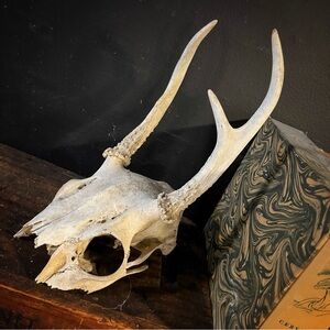 vintage deer skull with antlers 3 point